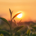 Close up of plant with sunset in the background